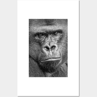 Western Lowland Gorilla Close Up B&W Posters and Art